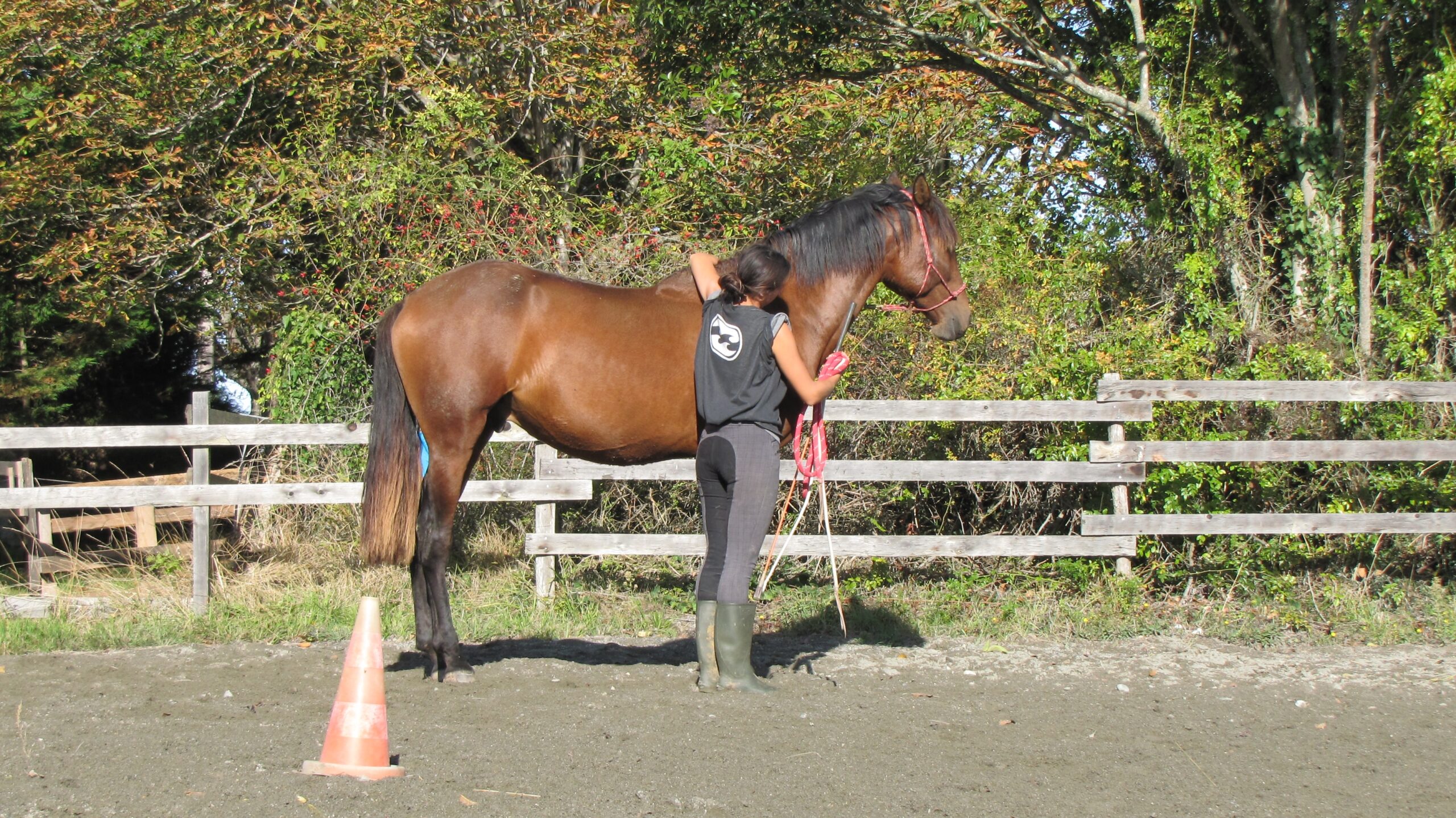 Débourrage cheval