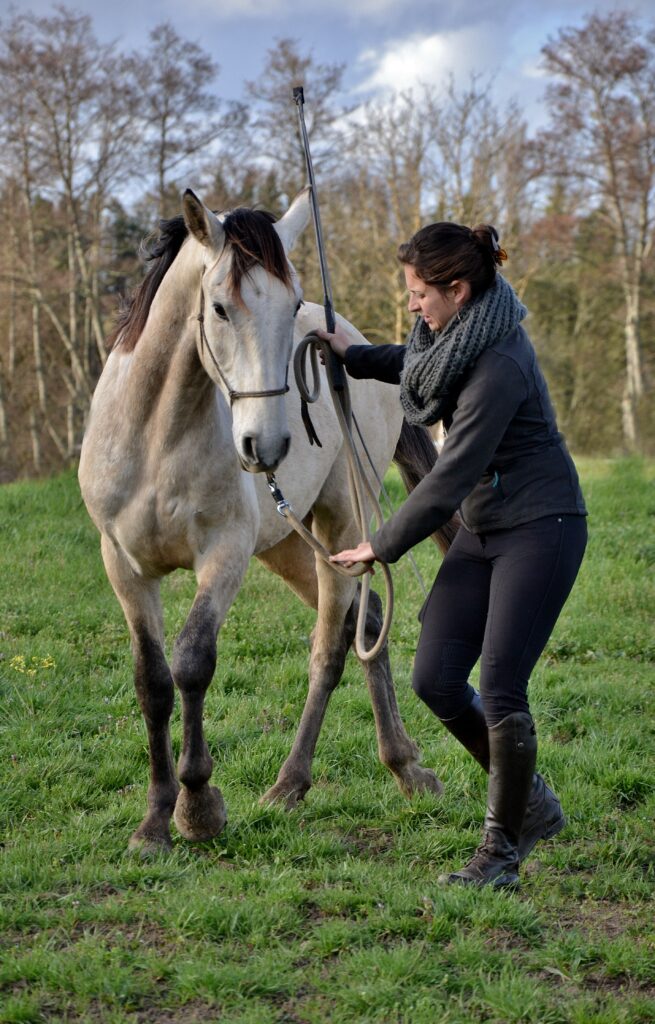 débourrage cheval ethologie